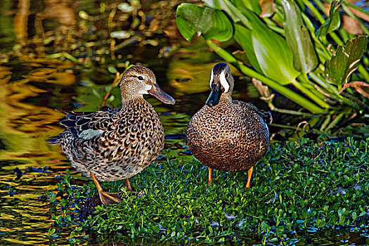 雄性,雌性,蓝翅鸭,鸭属,湿地,海滩,佛罗里达