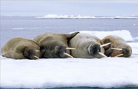 海象,四个,躺着,冰,斯匹次卑尔根岛,斯瓦尔巴特群岛,挪威