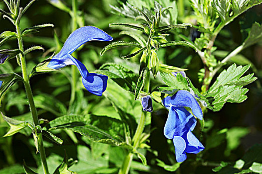 龙胆根,鼠尾草