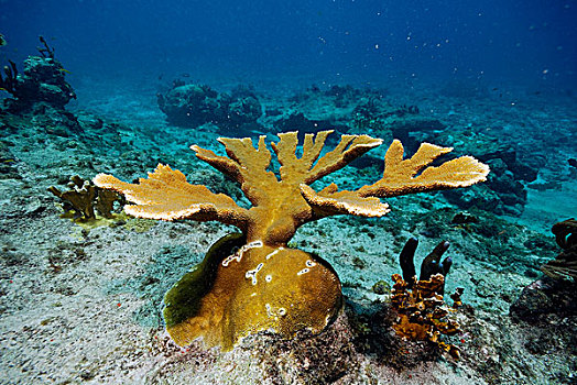 珊瑚,桌面珊瑚,博奈尔岛,岛屿,荷属安的列斯,加勒比