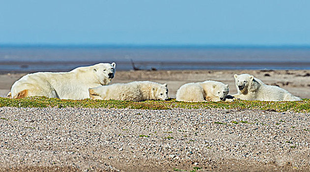 北极熊,三个,健康,幼兽,南方,岸边,哈得逊湾,曼尼托巴,加拿大
