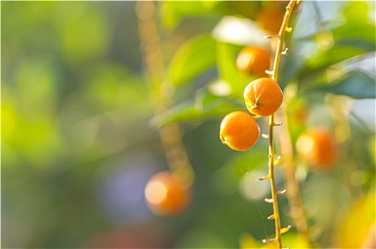 橙色,种子,软,阳光