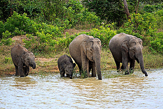 斯里兰卡人,大象,象属,几个,幼兽,水边,喝,国家公园,斯里兰卡,亚洲