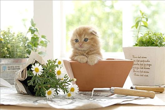 苏格兰折耳猫,小猫,花,容器