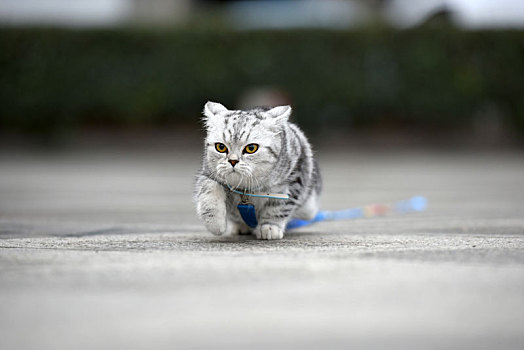 一只宠物猫的户外生活写真