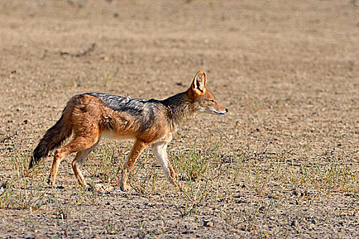 黑背狐狼,走,干燥,地面,卡拉哈迪大羚羊国家公园,北开普,南非,非洲