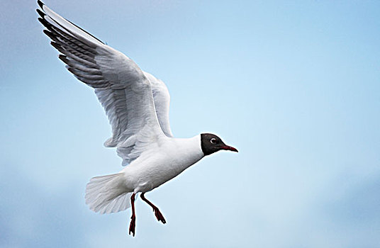 北极燕鸥,飞行,法恩群岛,诺森伯兰郡,英格兰