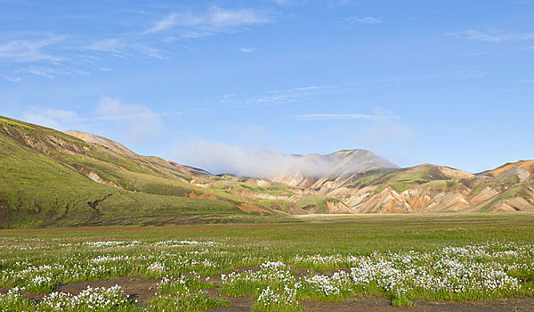 羊胡子草,边缘,熔岩原,兰德玛纳,南方,区域,冰岛,欧洲