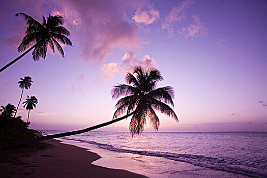 孤单,棕榈树,日落,椰树,小树林,海滩,湾
