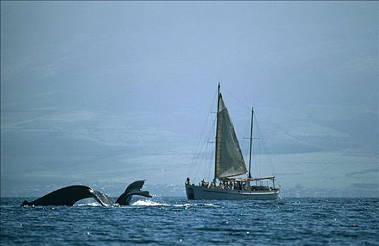 驼背鲸,大翅鲸属,鲸鱼,尾部,帆船,观鲸,旅游,夏威夷