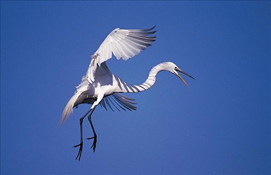 大,白色,苍鹭,大白鹭,鸟,飞,降落,大沼泽地国家公园,佛罗里达,美国,北美,动物