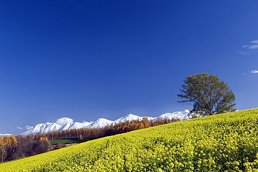 哲学体系,树,芥末,地点