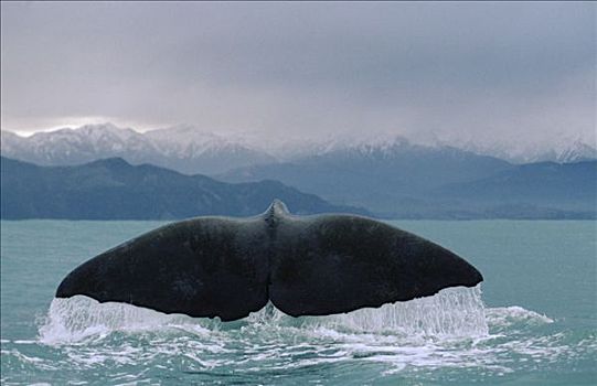抹香鲸,尾部