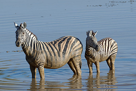 斑马,马,成年,小动物,站立,泥,水,水坑,埃托沙国家公园,纳米比亚,非洲