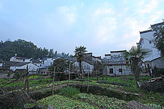 婺源,春天,油菜花,徽派,建筑,李坑,风情,风景,风光,乡村,民居