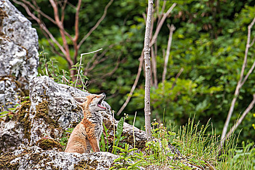 红狐,狐属,幼兽,靠近,巴伐利亚,德国,欧洲