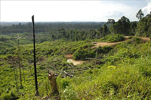 森林采伐,热带雨林,靠近,沙捞越,婆罗洲,马来西亚,东南亚