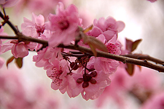 盛开的粉红色樱花