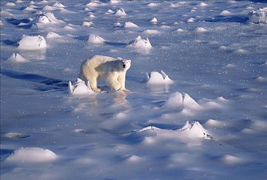 北极熊,冰,地点,丘吉尔市,曼尼托巴,加拿大