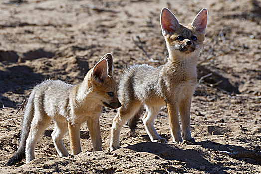 狐狸,狐属,两个,幼兽,向外看,洞穴,入口,卡拉哈迪大羚羊国家公园,北开普,南非,非洲