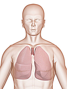 肺部