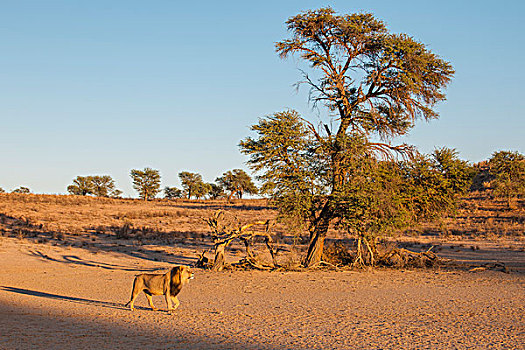 狮子,穿过,干枯河床,卡拉哈迪大羚羊国家公园,北开普,南非,非洲