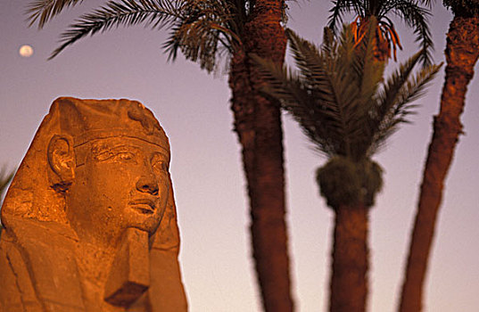 埃及,狮身人面像,棕榈树,月光