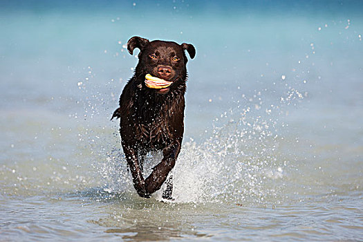 拉布拉多犬,褐色,跑,玩具,水中,奥地利,欧洲