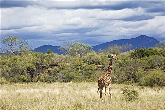 肯尼亚,西察沃国家公园,长颈鹿,正面,火山岩,石头,山脉,上升,背景