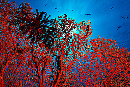 打结,珊瑚,湾,巴布亚新几内亚,水下