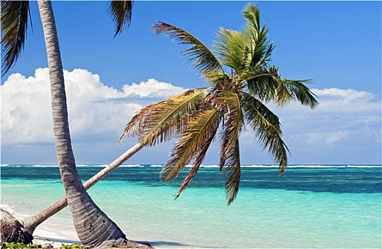 棕榈树,加勒比,海滩