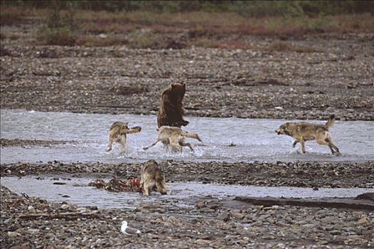大灰狼,狼,竞争,大灰熊,棕熊,上方,驼鹿,美洲驼鹿,畜体,德纳利国家公园和自然保护区,阿拉斯加