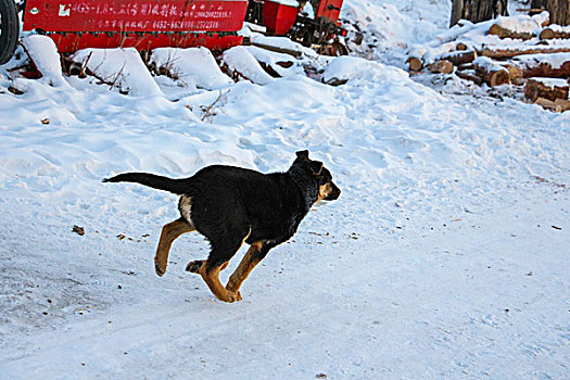 雪中奔跑的小狗