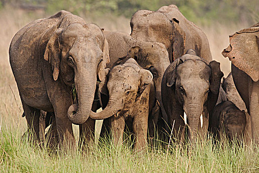 印度,亚洲象,家庭,国家公园