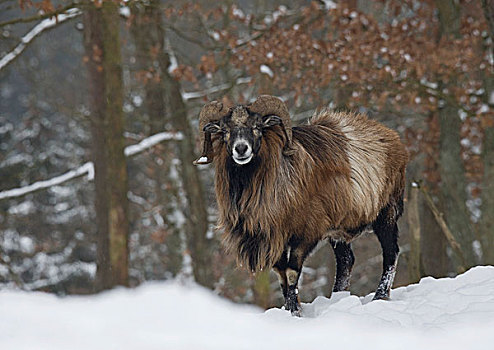 欧洲盘羊,冬天