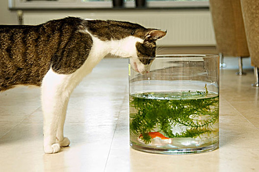 侧面,猫,张望,鱼缸