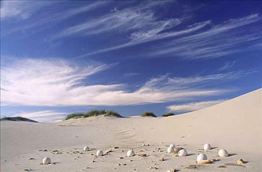 鸵鸟蛋,沙丘,纳马夸兰,南非