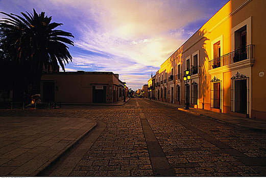 棕榈树,店面,鹅卵石,街道,瓦哈卡,墨西哥