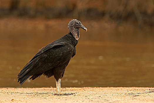 黑美洲鹫,站立,岸边,潘塔纳尔,巴西,南美