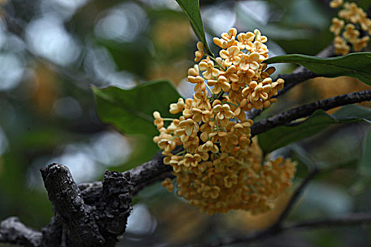 桂花桂树桂花树