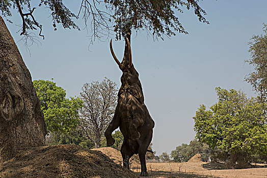 非洲象,后腿站立,进食,树上,枝条,津巴布韦,非洲