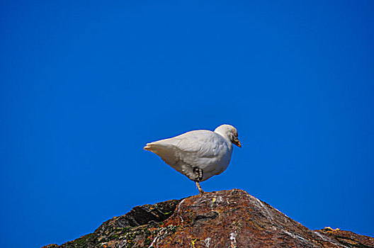 南极南乔治亚群岛鸥鸟