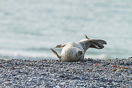 斑海豹,石荷州,德国,欧洲