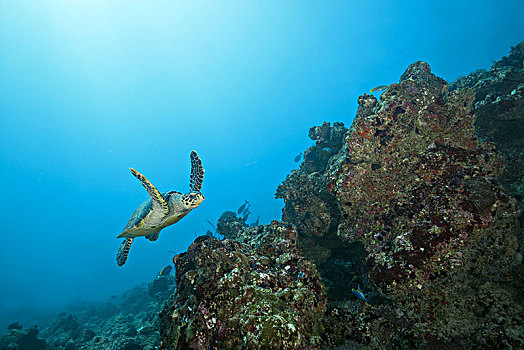 玳瑁,海龟,游泳,上方,珊瑚礁,印度洋,马尔代夫,亚洲
