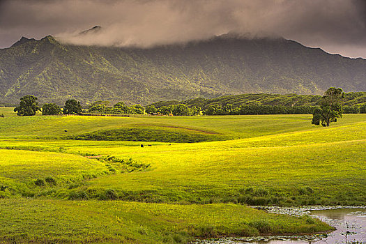 草地,山峦,背景,考艾岛,夏威夷,美国
