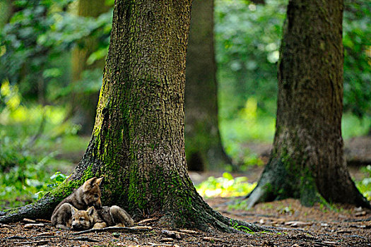两,欧亚,灰狼幼仔,犬红斑性狼疮,躺下来,在基地,树木在森林