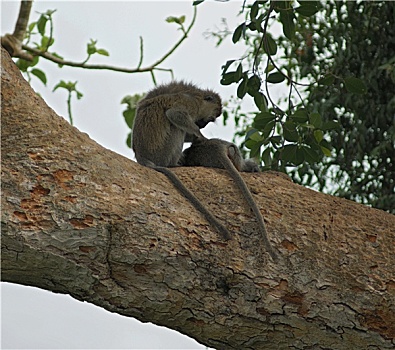 黑长尾猴,坐,大,树枝