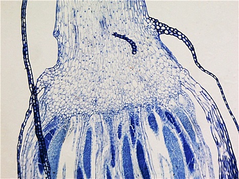 苔藓,显微照片