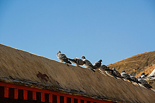 屋檐上的一排鸽子