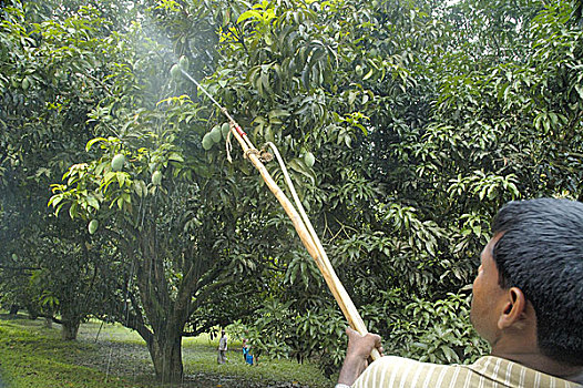 一个,男人,杀虫剂,芒果,树,孟加拉,六月,2007年